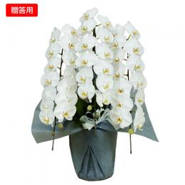 胡蝶蘭 (鉢) 【贈答用】